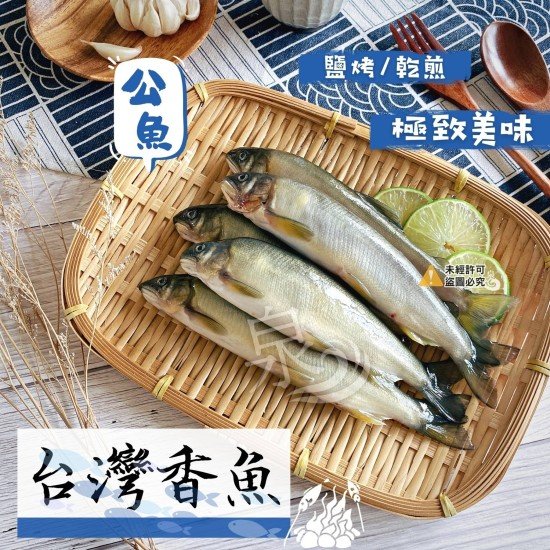 台灣香魚(公)